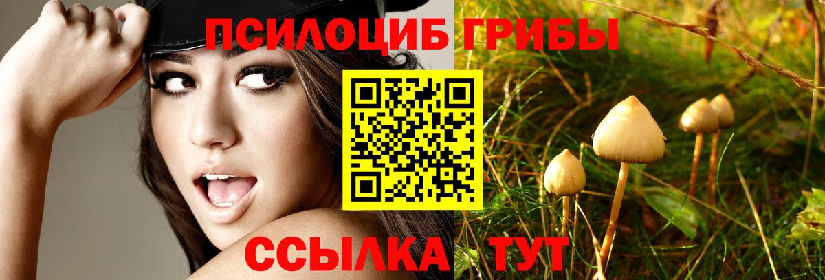 Каменка  Псилоцибиновые грибы мицелий  Вход с VPN  Псилоцибиновые грибы Psilocybe 